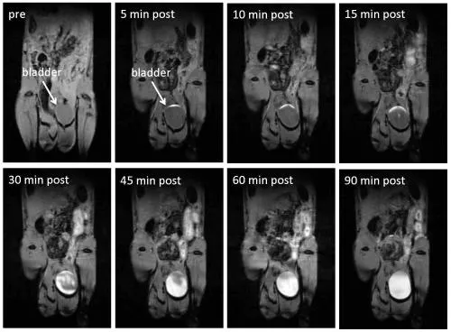 Escrezione urinaria di nanoparticelle nel topo 
