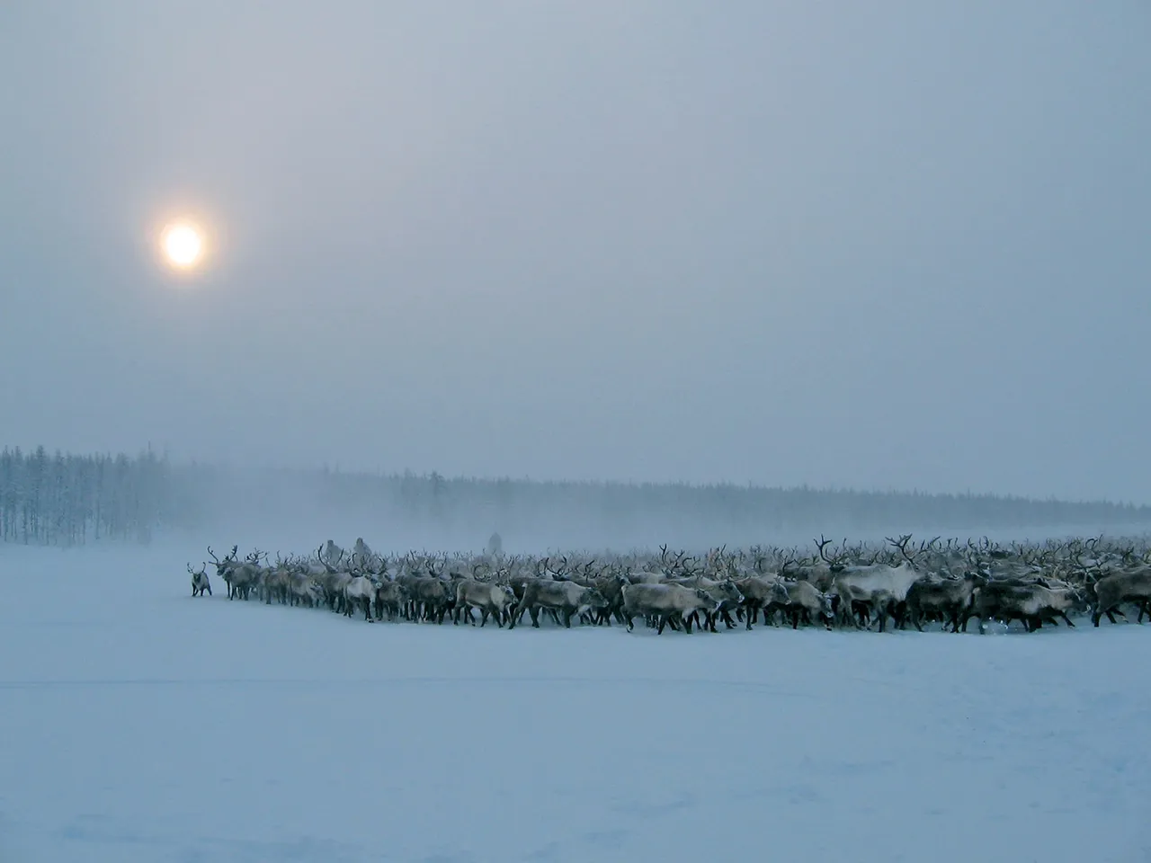 Branco di renne della comunità indigena Chukchi Turvaurgin, Kolyma, Siberia