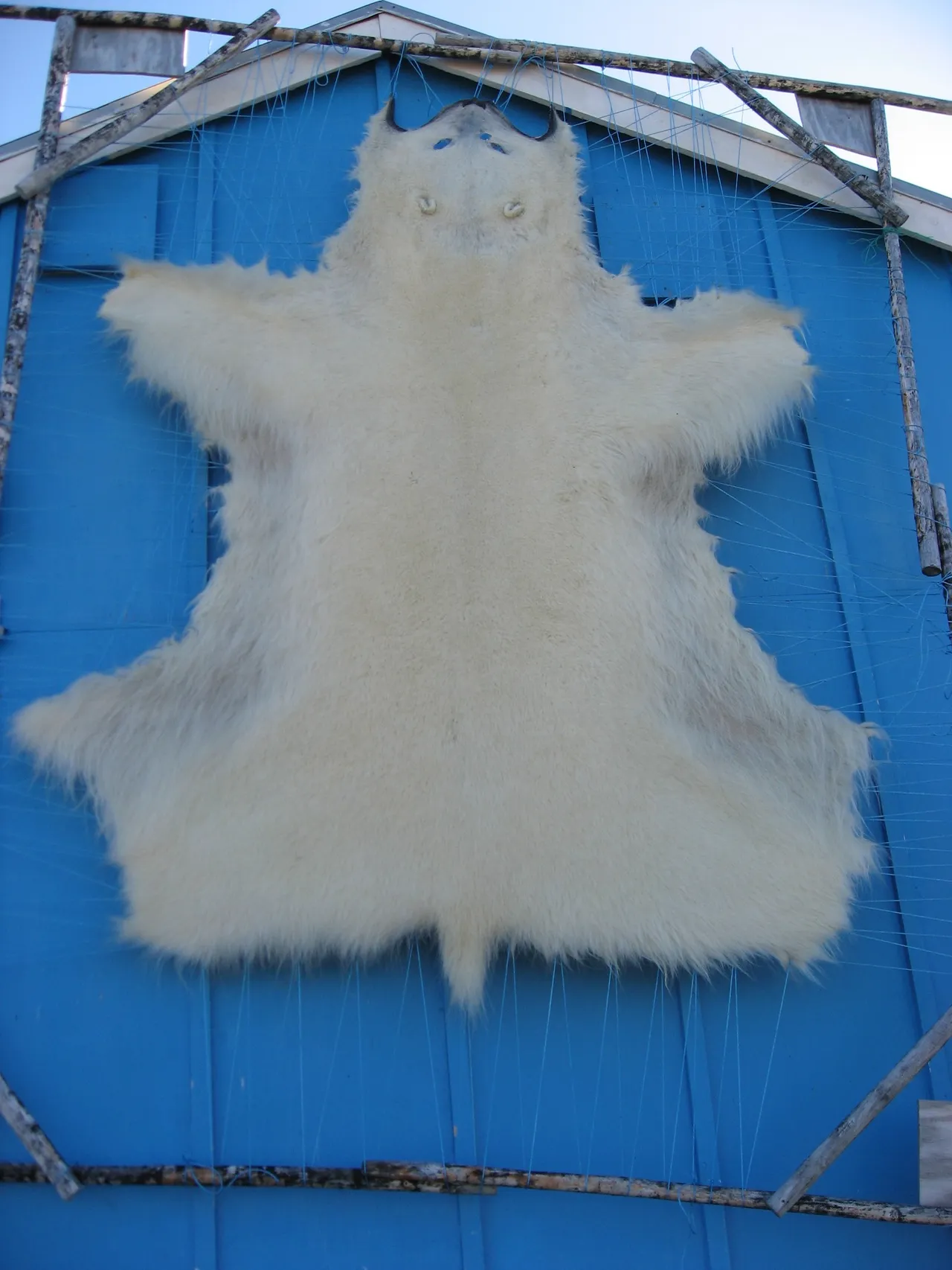 Pelle di orso polare appesa ad asciugare, Upernavik Kujalleq, Groenlandia, Wikimedia common