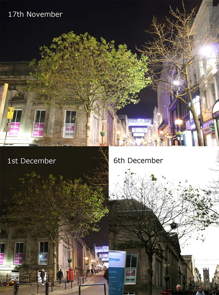 Conservazione delle foglie in inverno su alberi decidui in prossimità dell’illuminazione stradale. Le immagini mostrano un platano nel centro di Liverpool in tre differenti date…