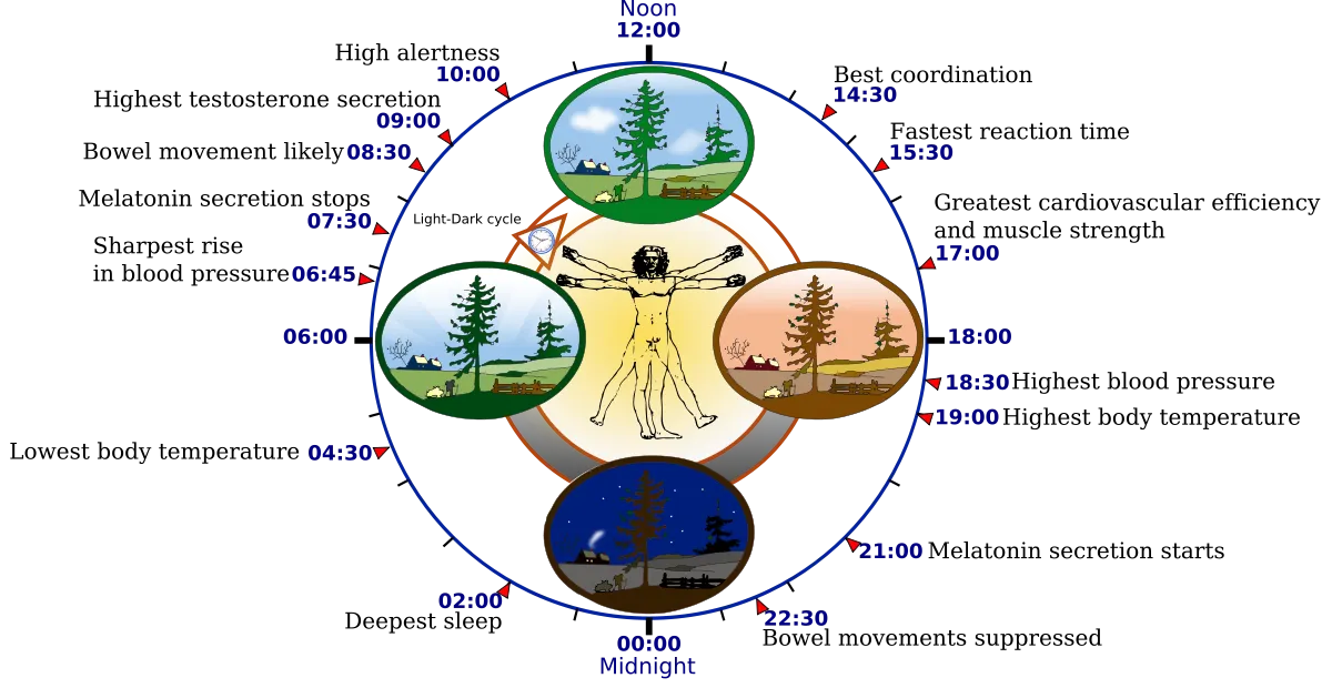 Biological human clock - Created by YassineMrabet. Licenza: CC BY-SA 3.0