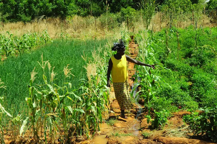 Agricoltura in Burkina Faso. Foto di P. Casier (CGIAR)