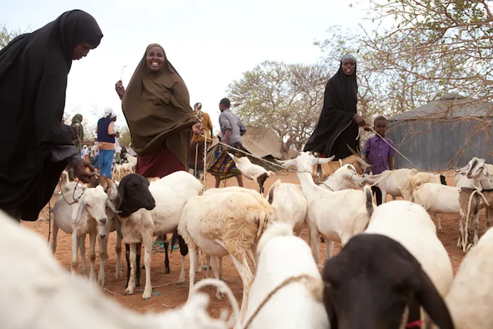 Acquisto di pecore e capre da parte dello IOM a favore della comunictà Kuam, nel distretto Lagdera, Kenya