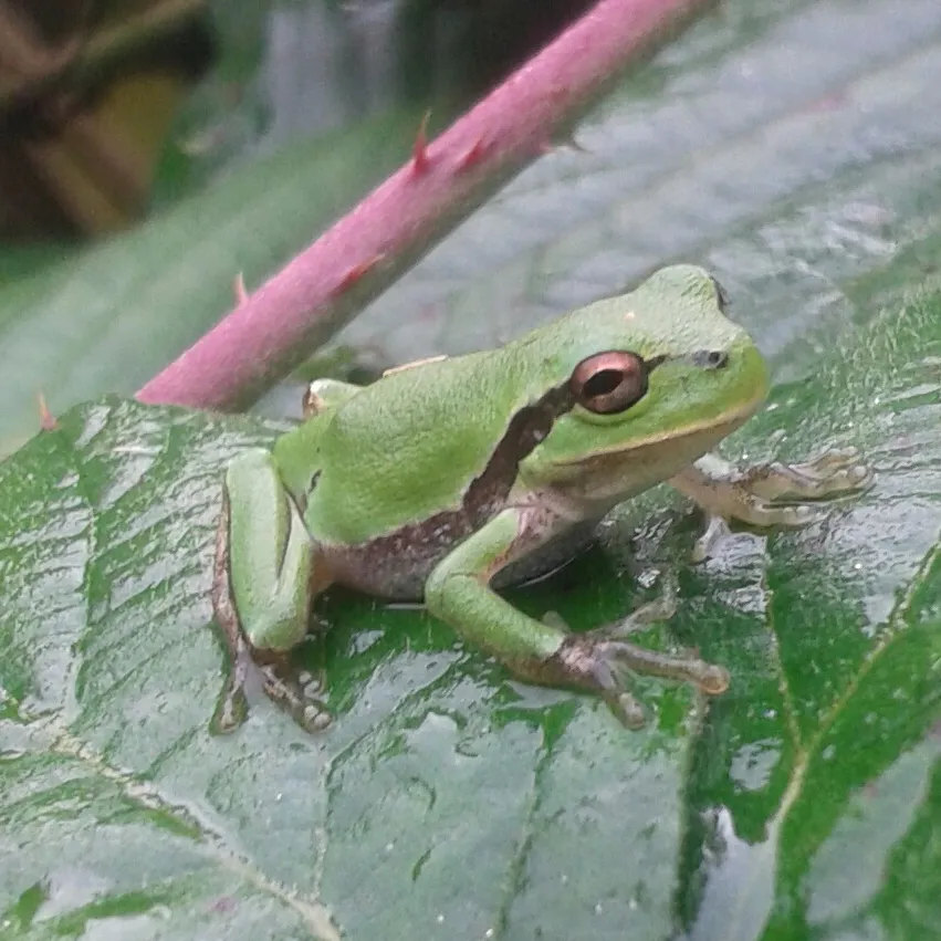 Un esemplare di raganella italiana (Hyla intermedia), su una foglia di rovo; si tratta di una specie comune nell’ovest milanese
