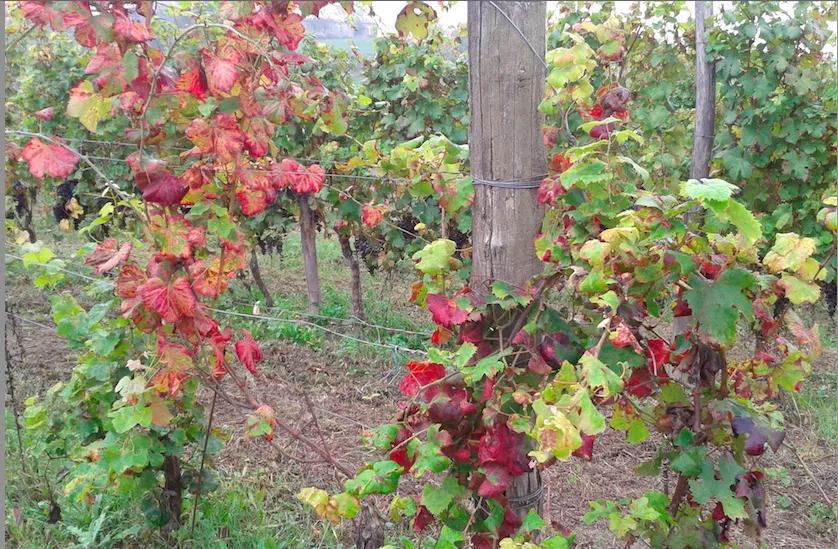 Sintomi di flavescenza dorata in viti della cultivar Freisa