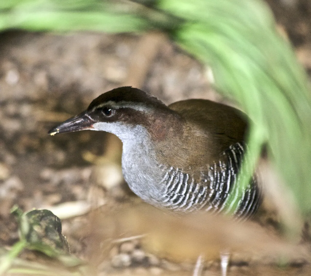 rallo di Guam