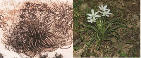 Raffronto tra disegno di Leonardo e fiore in natura