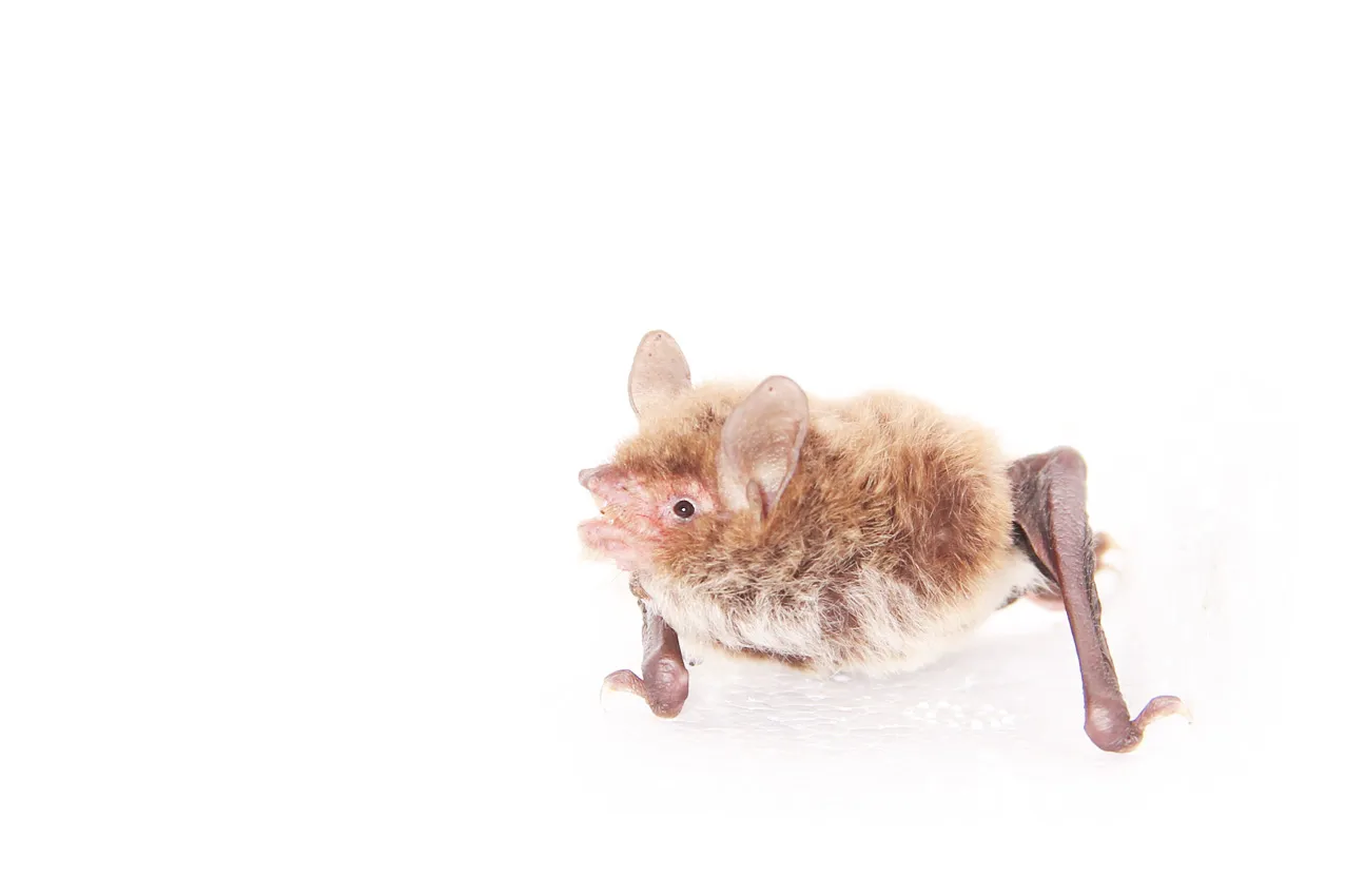 Un vespertilio di Daubenton (Myotis daubentonii)