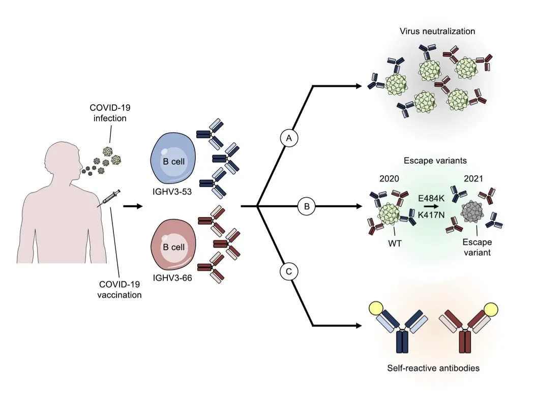 The cryptic role of IGHV3-53 and IGHV3-66 antibodies in COVID-19
