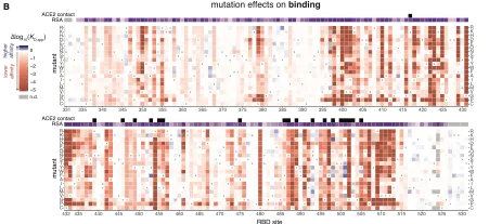 Credit: Tyler Starr et al. Deep Mutational Scanning of SARS-CoV-2 Receptor Binding Domain Reveals Constraints on Folding and ACE2 Binding, Cell 182, 1295–1310, 2020.…
