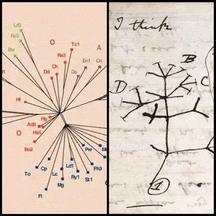 Figura 1 Le somiglianze visive e concettuali tra un albero prodotto da filologi e il famoso disegno di Charles Darwin tratto da un suo taccuino, in cui rappresenta «L’albero della…