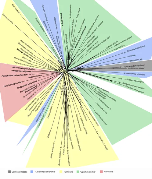 Figura 3 Grafo ricavato dalla filogenetica di alcuni gasteropodi (Springer Nature, Jorger et al. 2010)