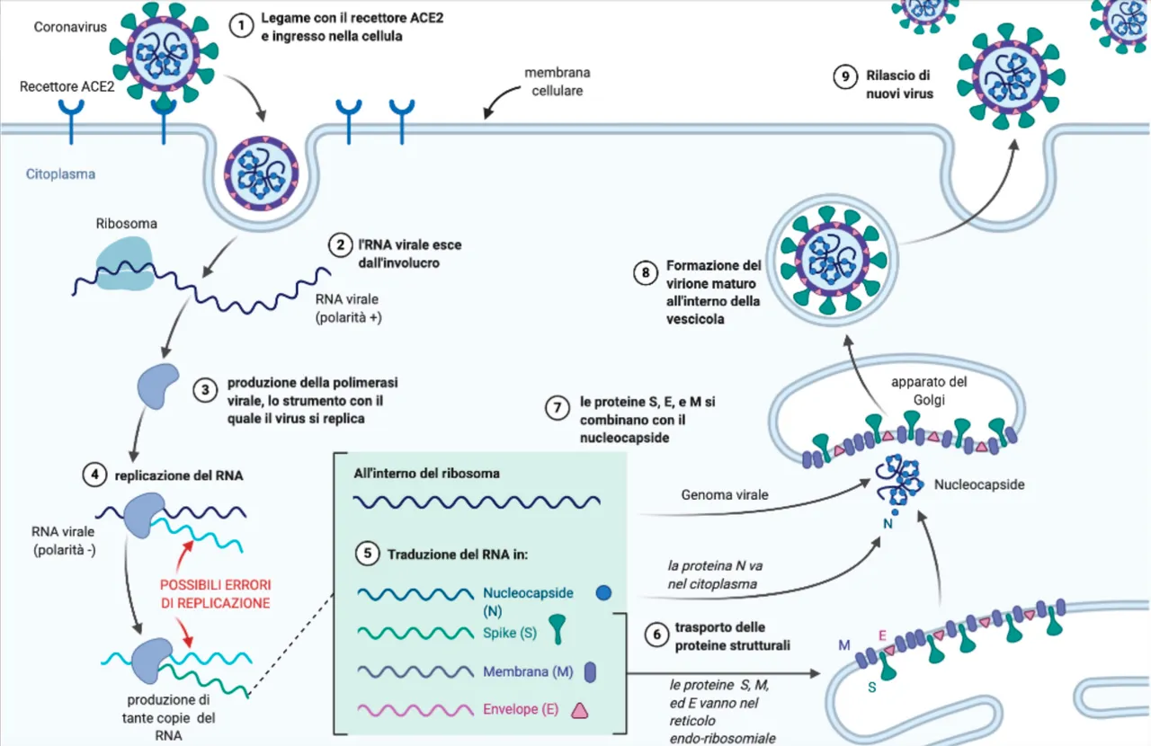 Figura 2. Il ciclo di replicazione di SARS-CoV-2 all’interno delle cellule umane. Immagine creata da Tommaso Curiale con BioRender
