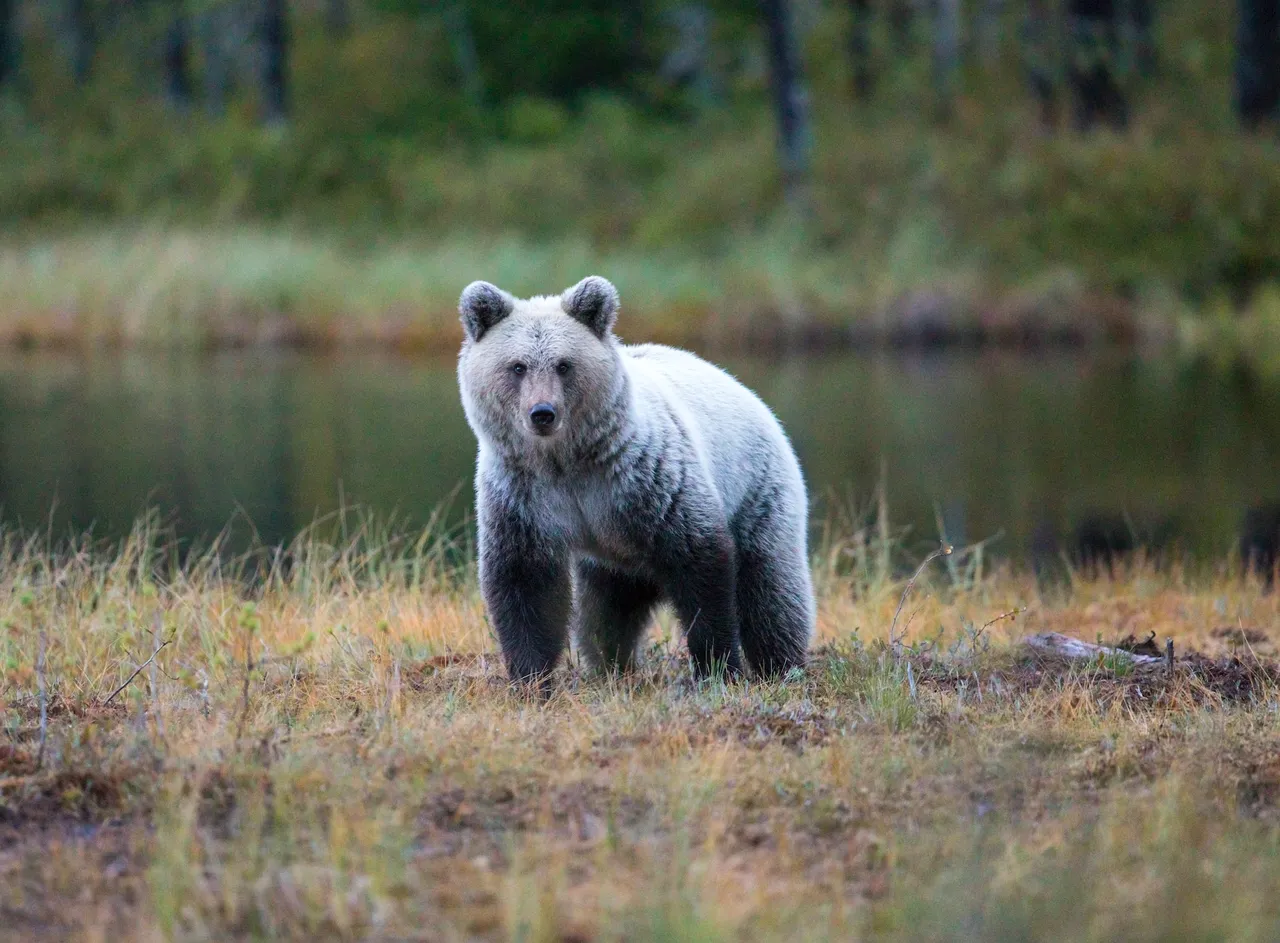 Foto di un orso