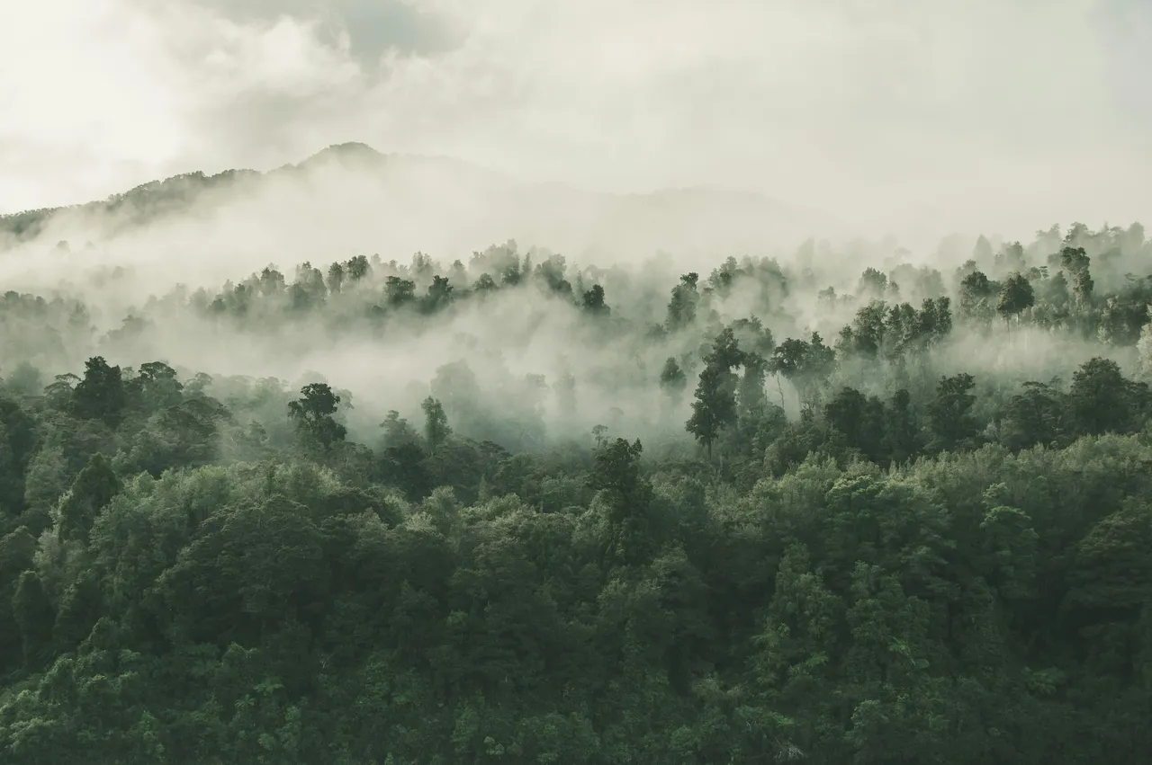 una foresta con nuvole