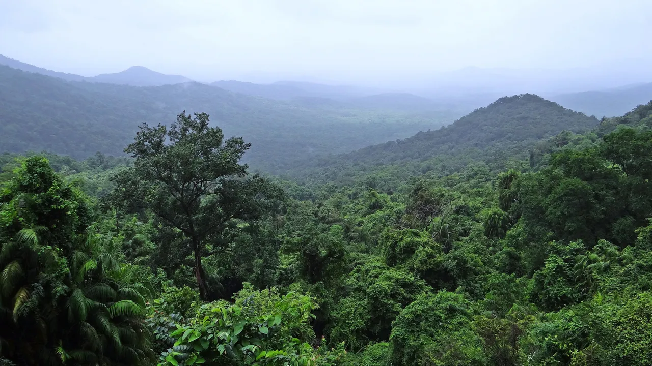 foresta amazzonica