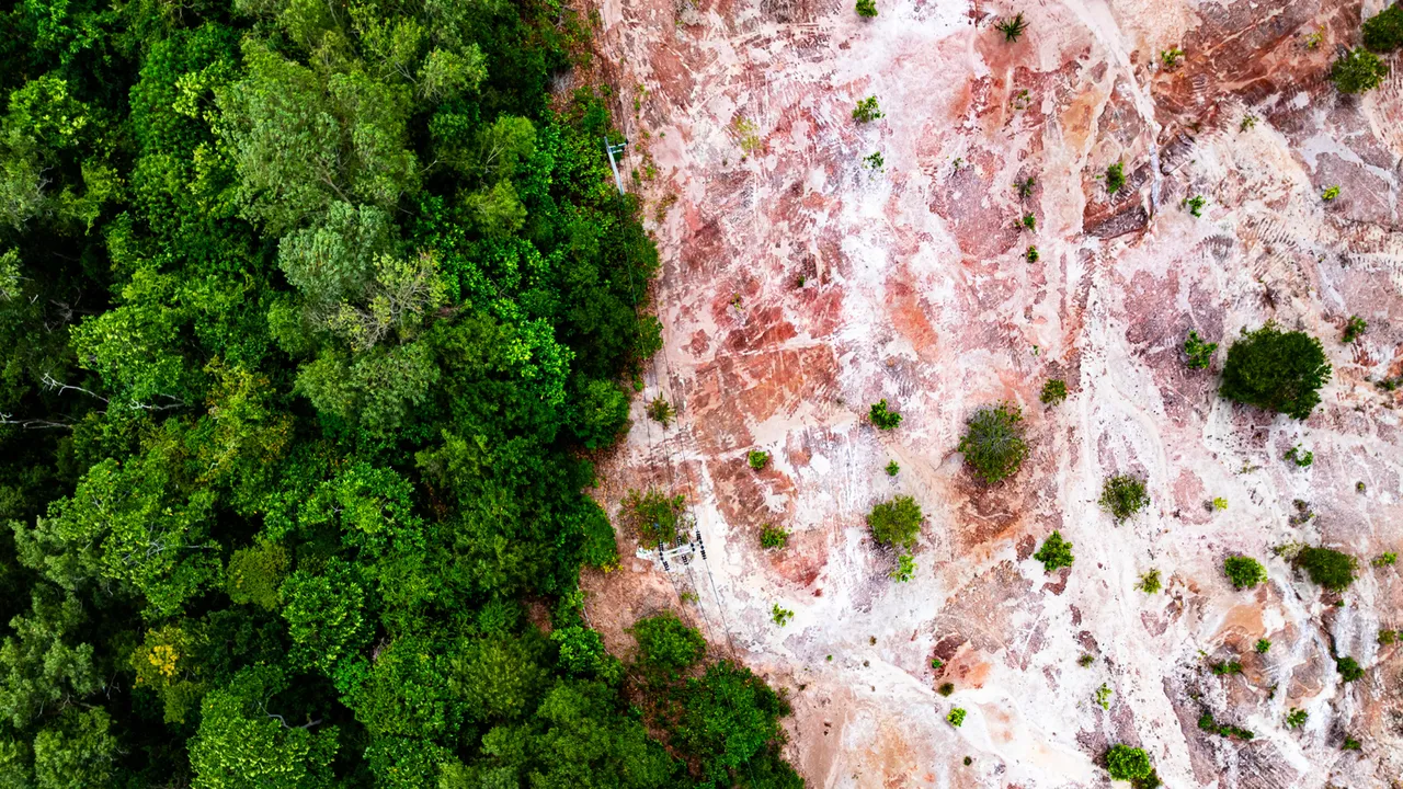 foresta con parte di alberi abbattuti