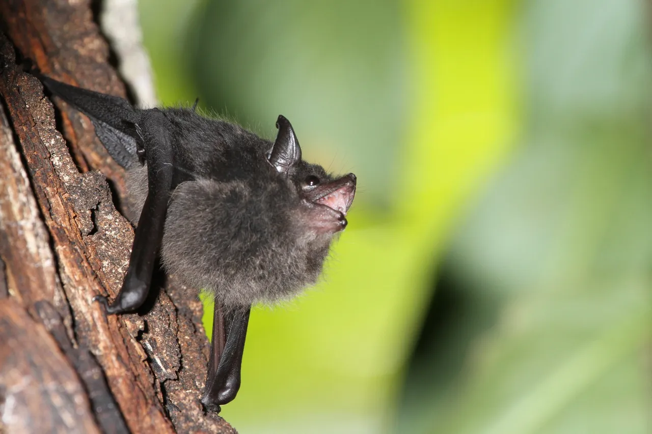 giovane maschio di Saccopteryx bilineata