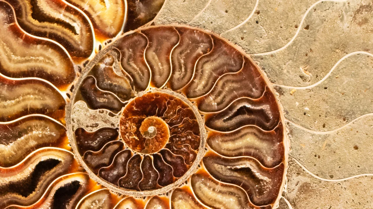 dettaglio di un fossile di mollusco