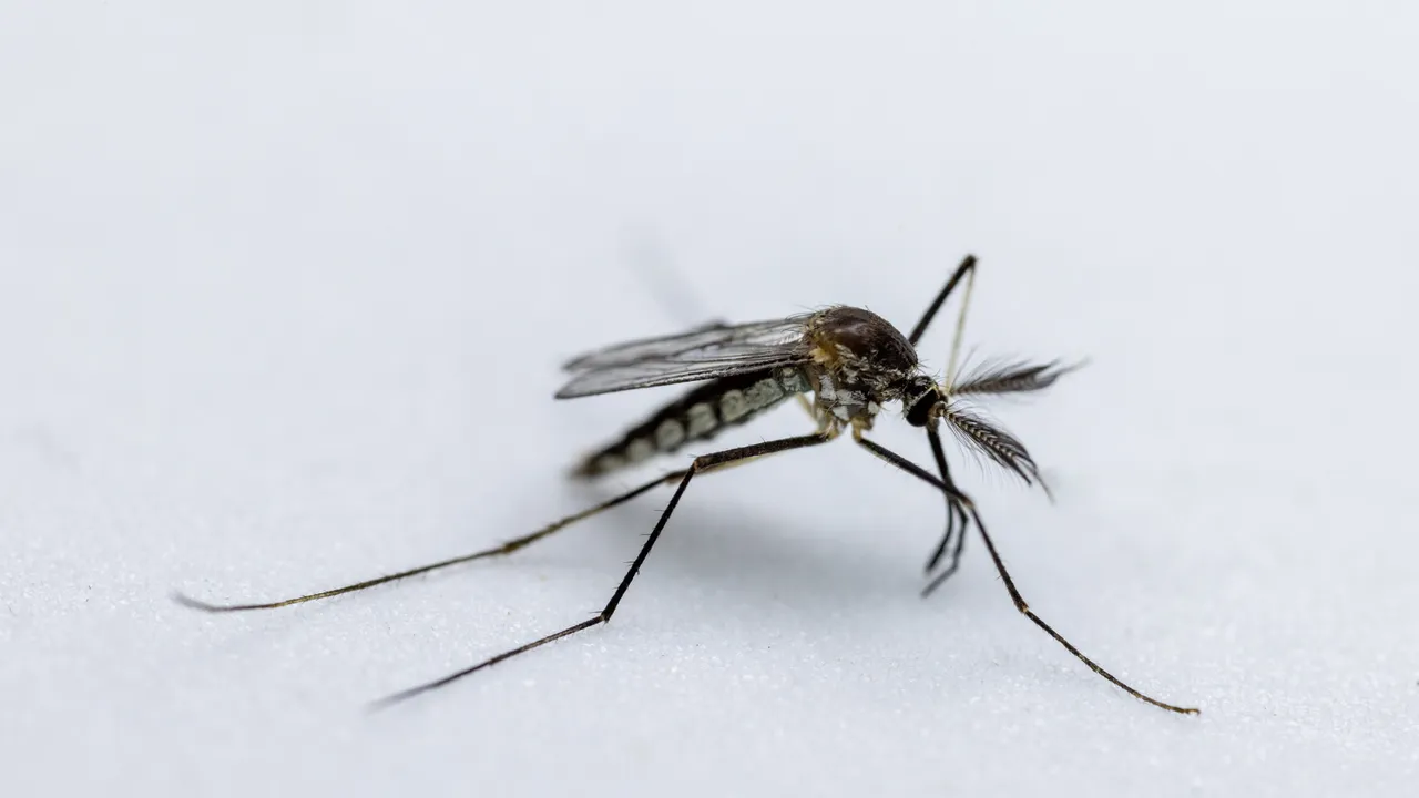 una zanzara del genere Anopheles