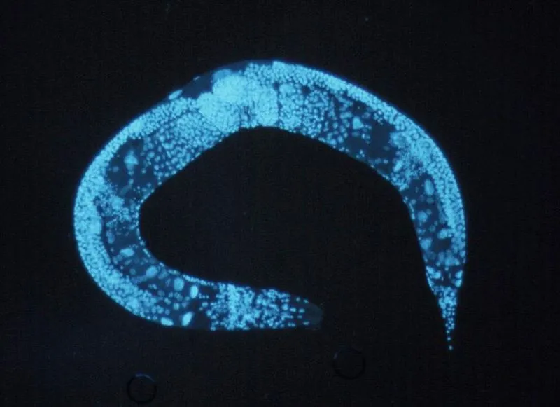 Il nematode Caenorhabditis elegans al microscopio