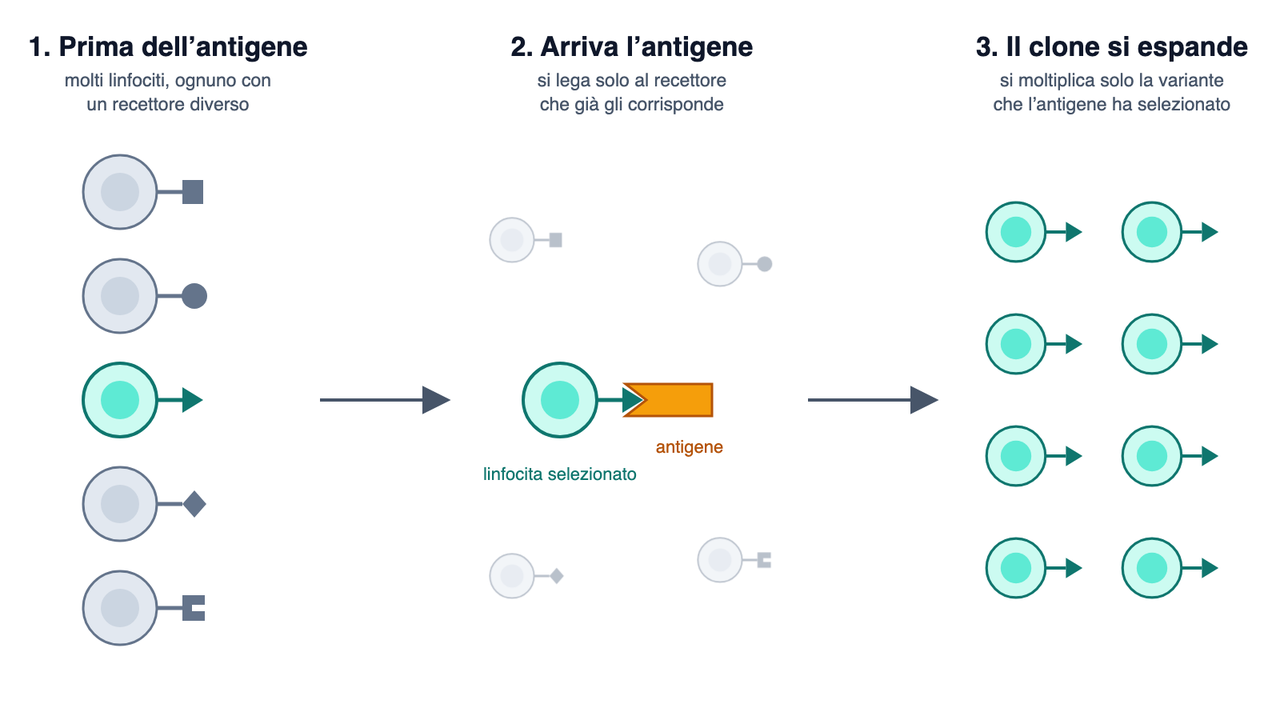 Schema in tre passaggi: cinque linfociti con recettori di forma diversa; un antigene si lega al solo recettore che gli corrisponde; quel linfocita si moltiplica in otto copie identiche