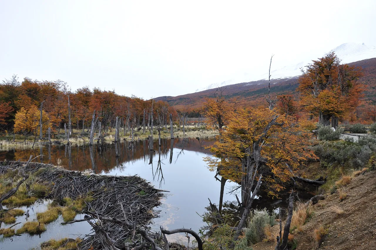 Uno sbarramento di rami intrecciati trattiene uno specchio d’acqua da cui spuntano tronchi morti, fra alberi dal fogliame rosso autunnale