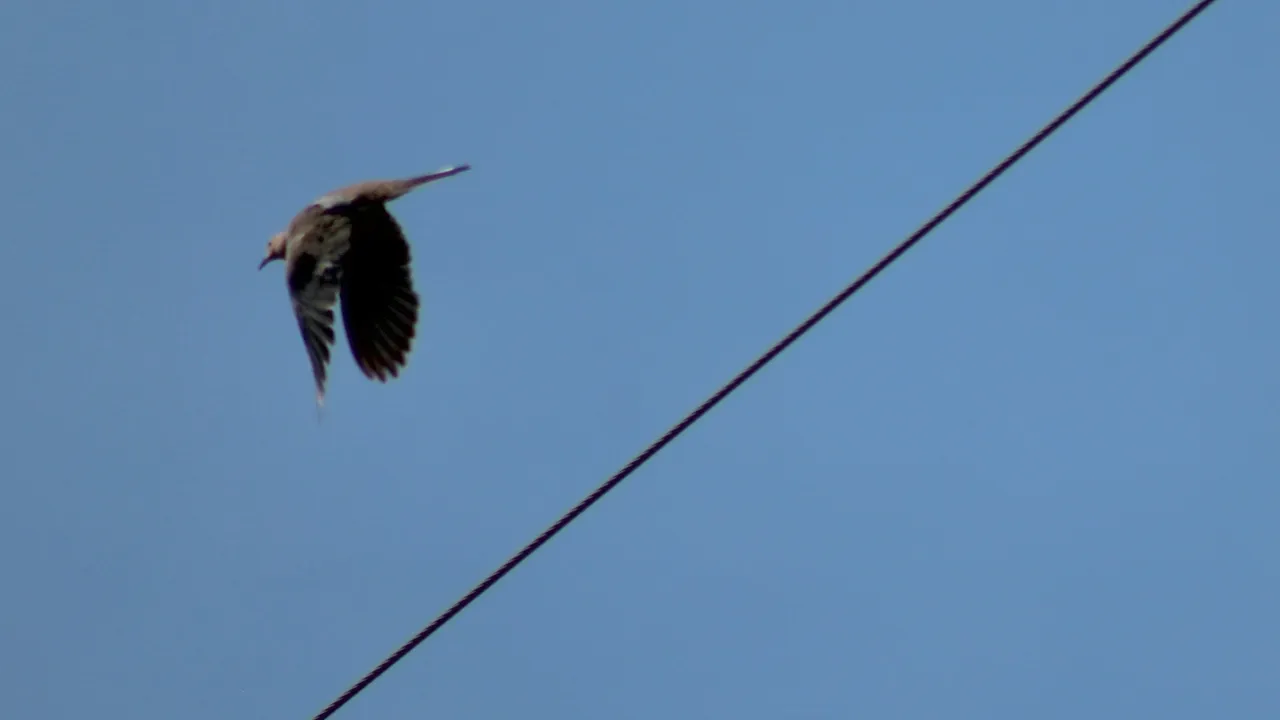 Un uccello vola accanto a un cavo elettrico