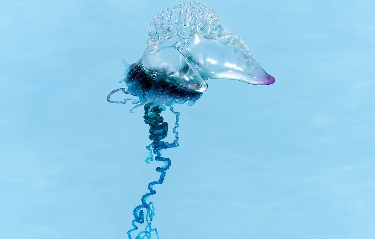 Immagine di una caravella portoghese (Physalia physalis) su fondo azzurro