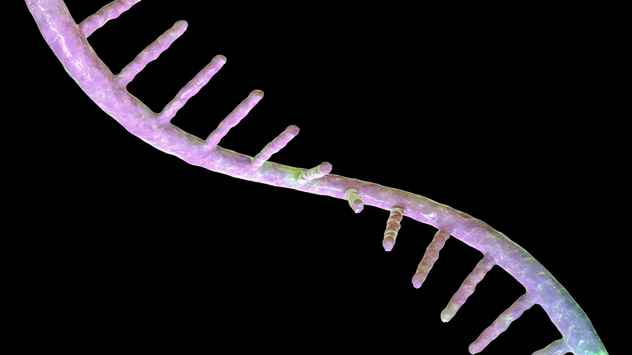 Illustrazione al computer di un filamento di RNA rosa-viola, con le basi che sporgono lungo la catena, su sfondo nero