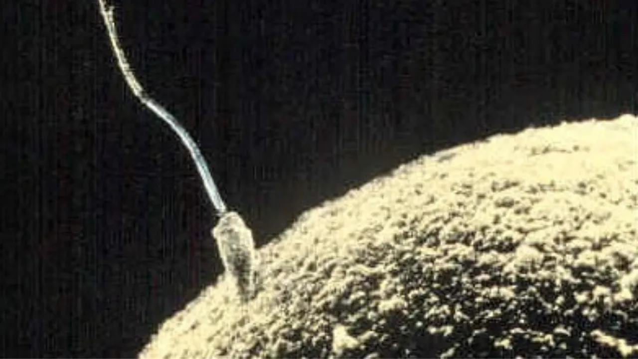 fecondazione di cellula uovo al microscopio elettronico