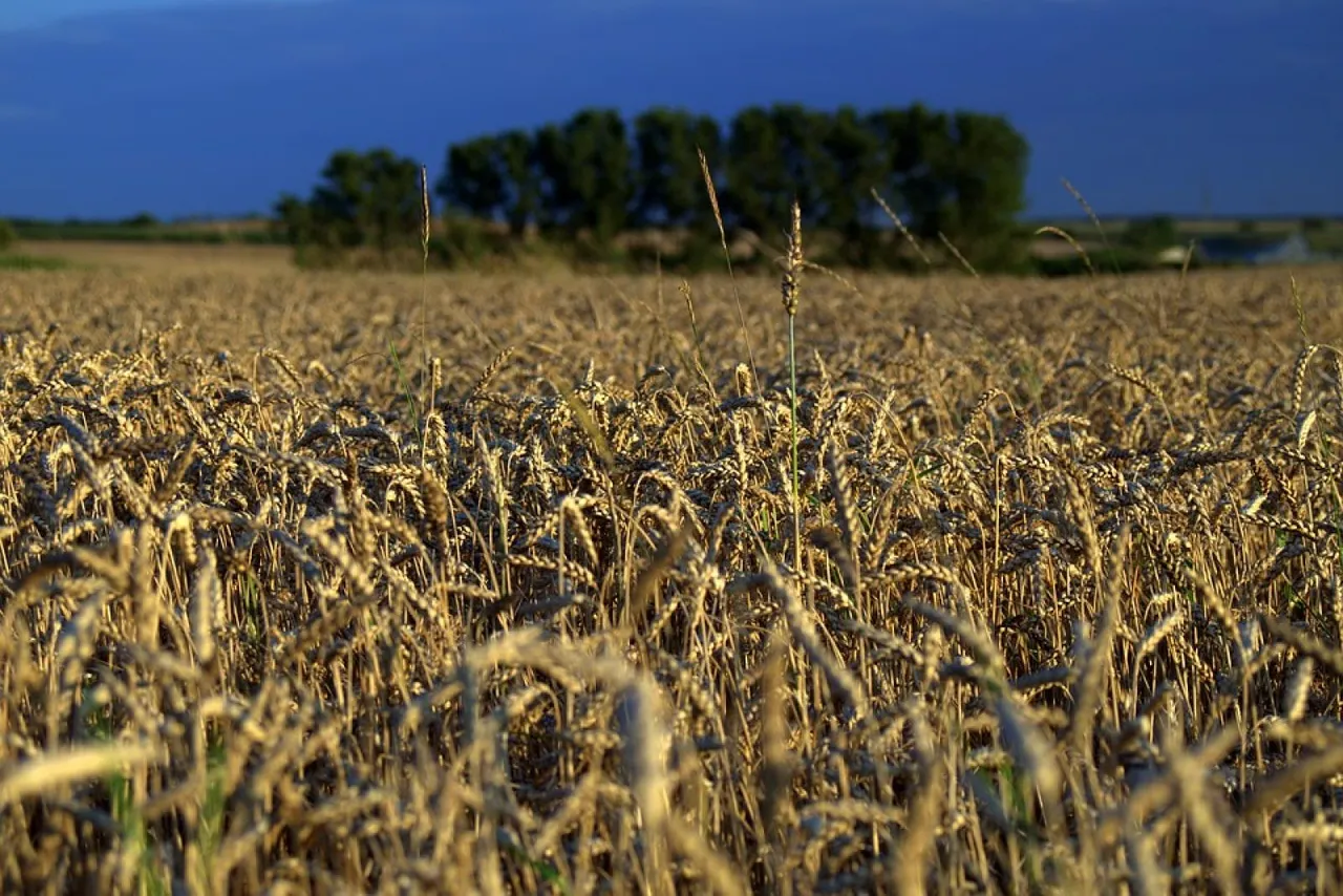 Campo cereali