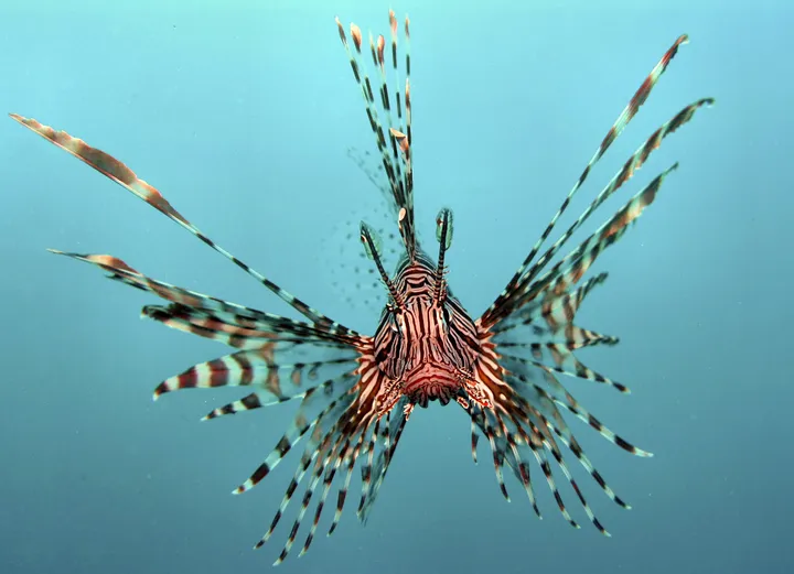 Pterois volitans colour corrected