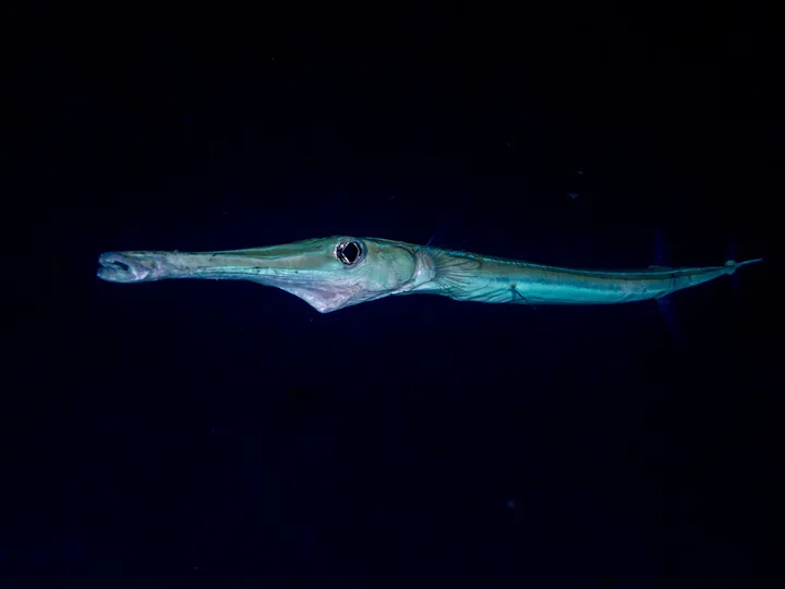 Bluespotted cornetfish (Fistularia commersonii)