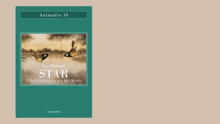 Star