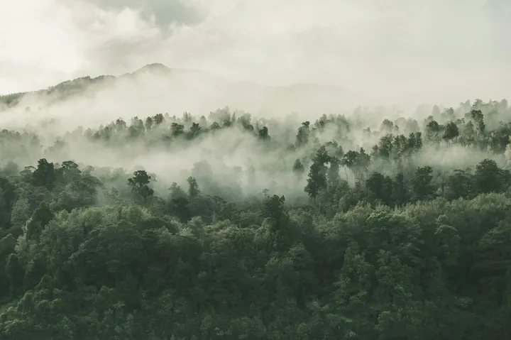 una foresta con nuvole