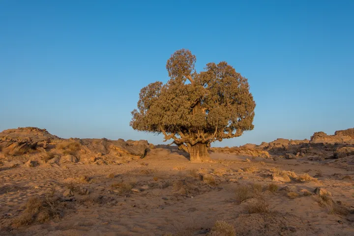 un cipresso di Duprez
