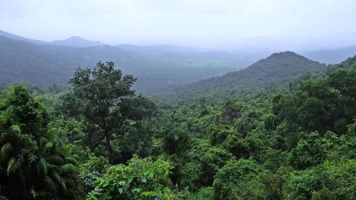 foresta amazzonica