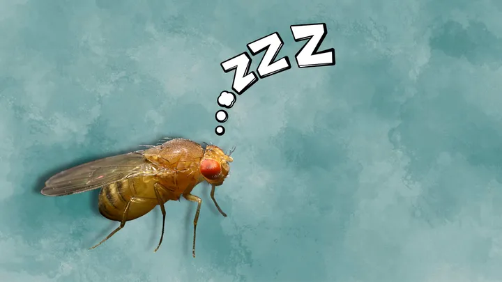 immagine di D melanogaster con la scritta ZZZ