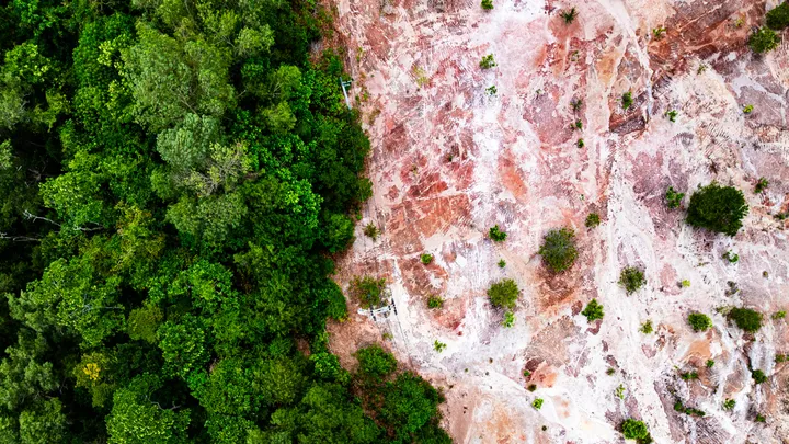 foresta con parte di alberi abbattuti