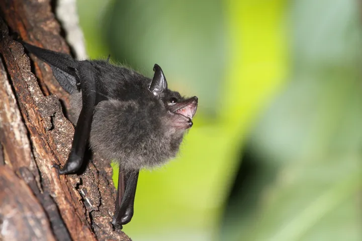 giovane maschio di Saccopteryx bilineata