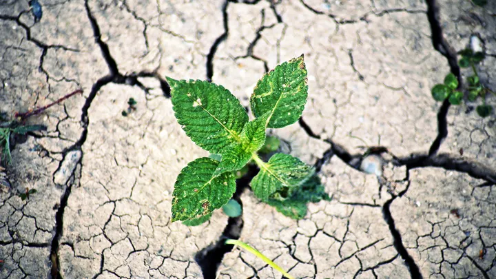 una piantina che cresce su un terreno secco