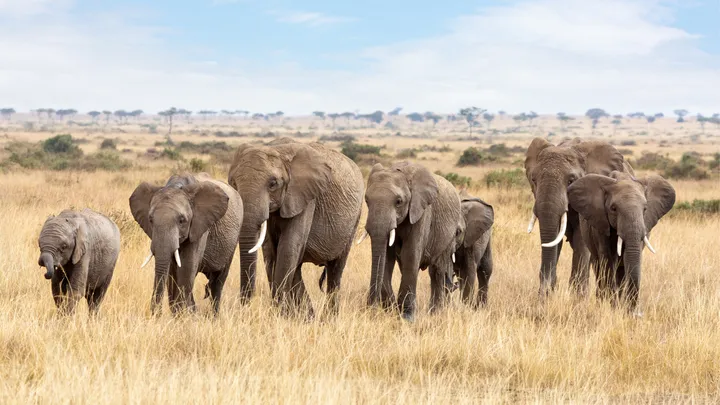 elefanti nella savana