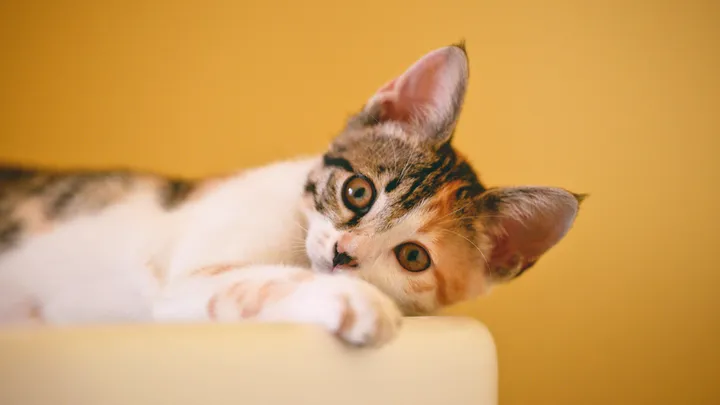 gatto su poltrona