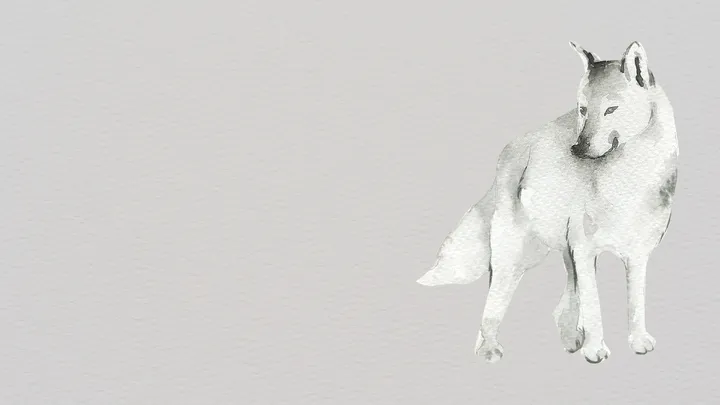 acquarello che raffigura un lupo bianco