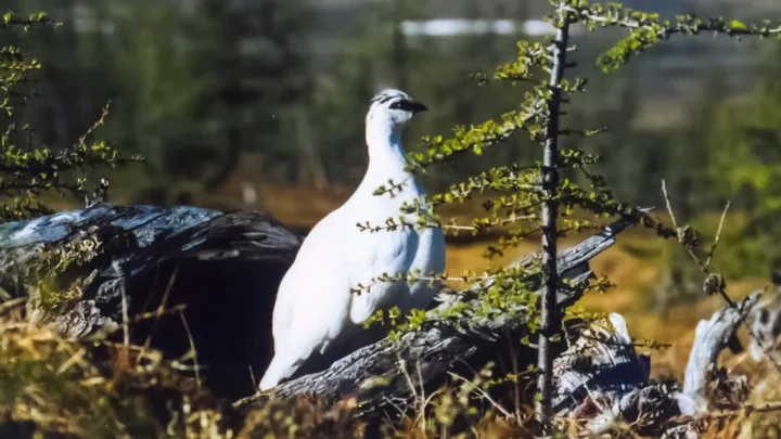Una pernice bianca, specie classificata come vulnerabile dalla IUCN ma ancora cacciabile in Italia, appollaiata su un tronco tra bassi arbusti