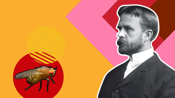 elaborazione grafica con foto di Thomas Morgan e Drosophila