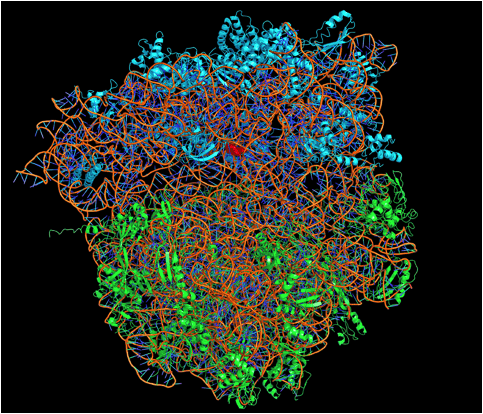 La struttura atomica di un ribosoma batterico con un antibiotico legato La struttura atomica di un ribosoma batterico con un antibiotico legato