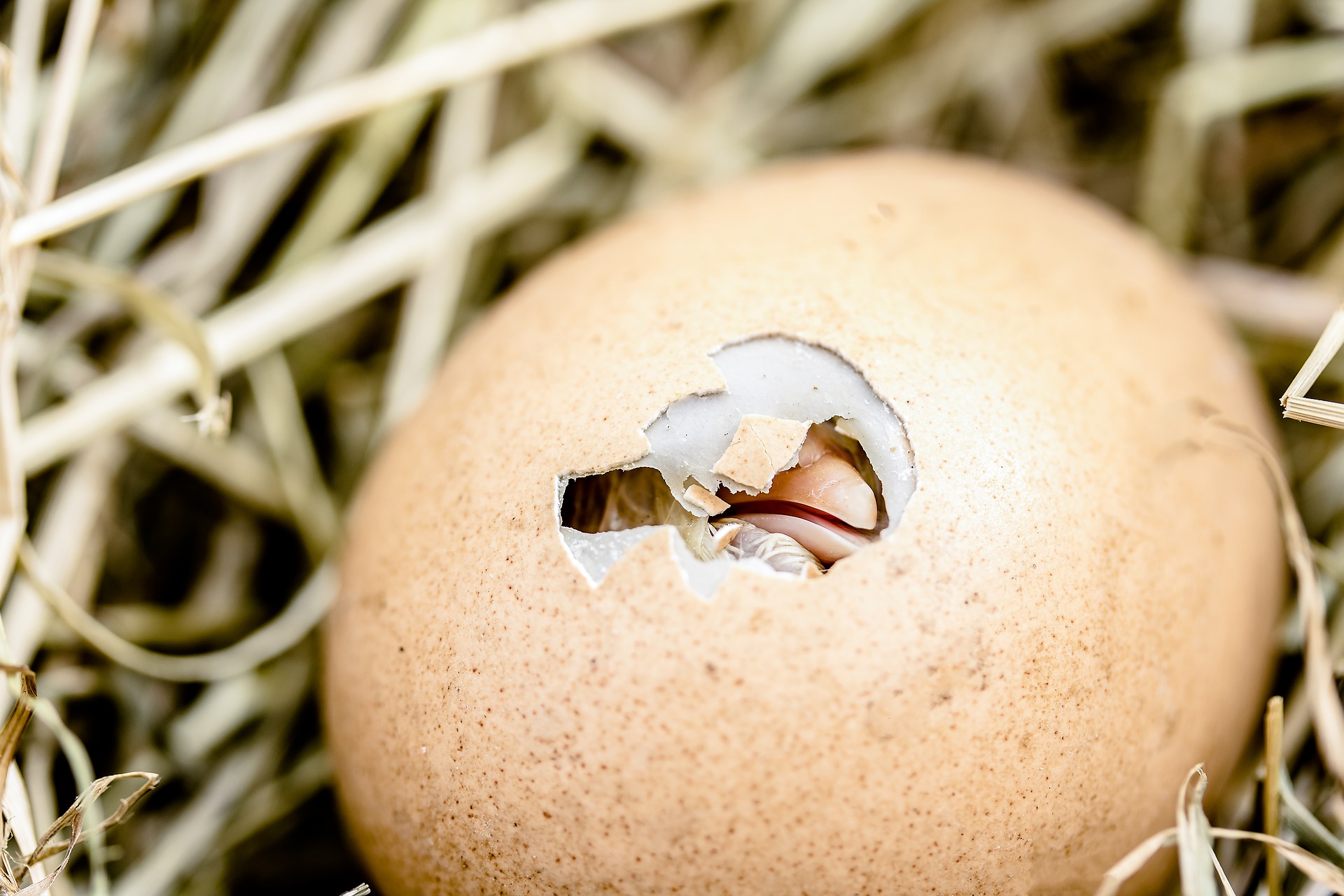 Un pulcino rompe il guscio dell'uovo che lo contiene. Credit: Myriams - Fotos. Licenza: Public Domain. 