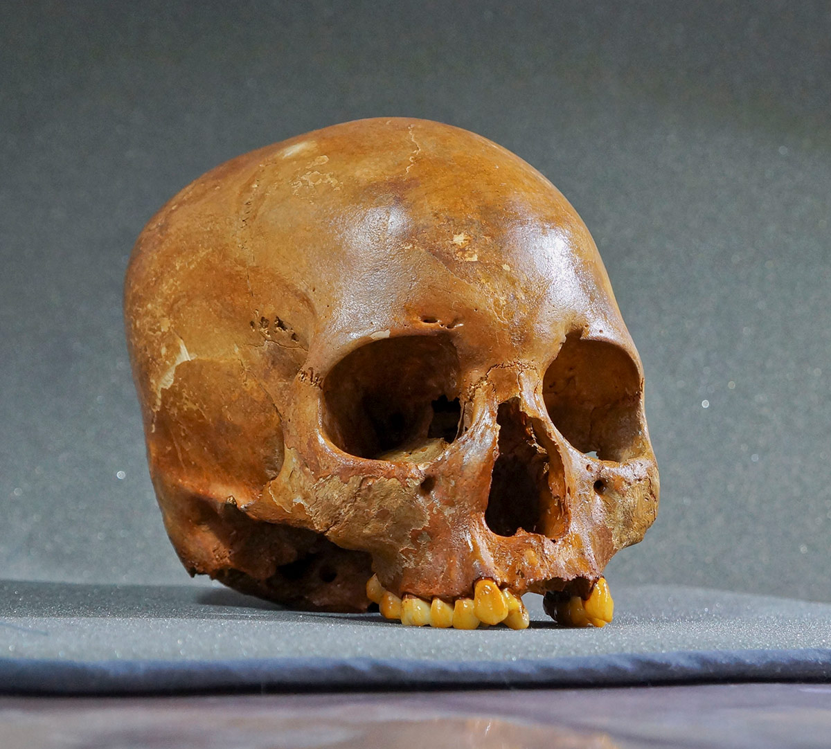 Il cranio di Naia, l'individuo di sesso femminile vissuto circa 12 mila anni fa i cui resti sono stati ritrovati nel 2007 all'interno della grotta di Hoyo Negro, un sito archeologico del Pleistocene situato nella penisola dello Yucatan in Messico. Credit: James Chatters / Hoyo Negro / University of California San Diego. 